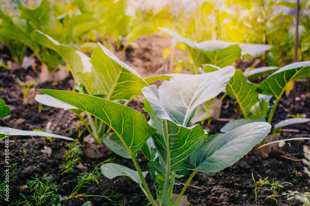 Green cabbage leaves