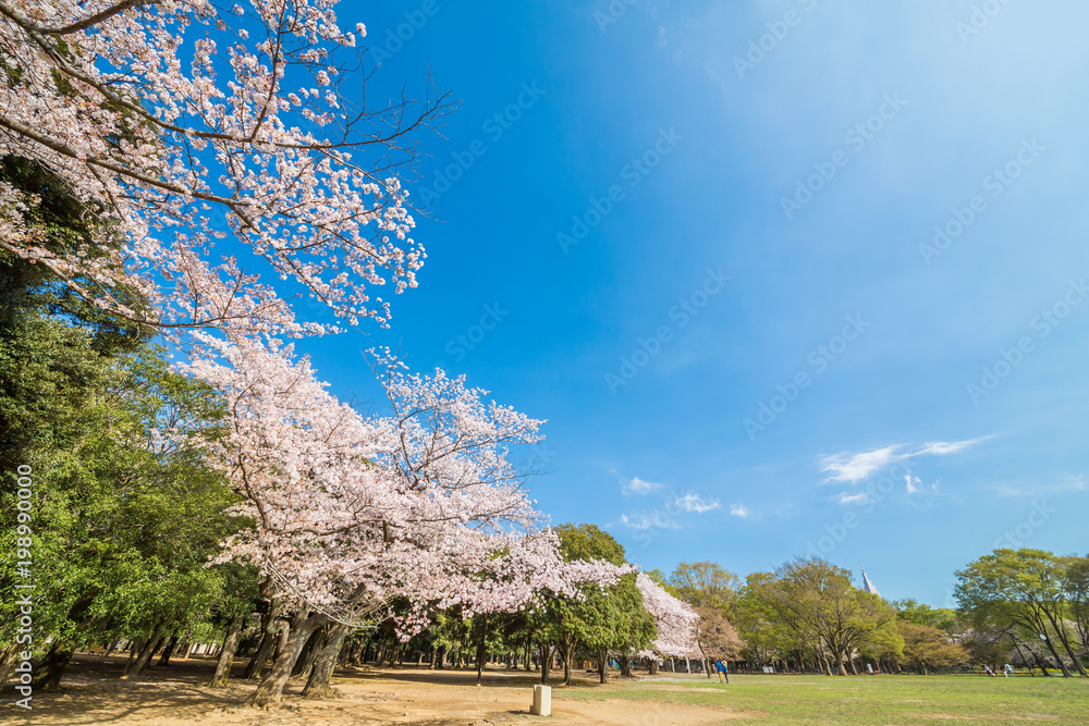 東京代々木公園のさくらと木