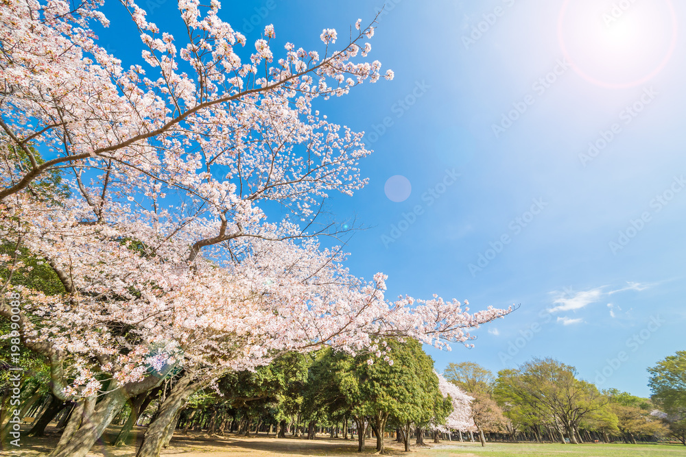 東京代々木公園のさくらと木