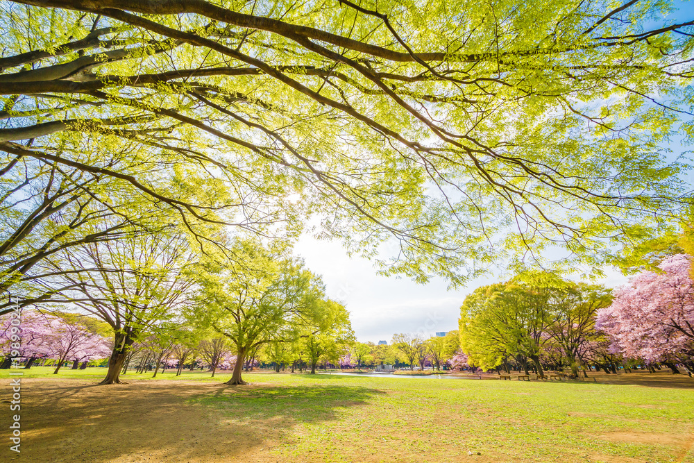 東京代々木公園のさくらと木