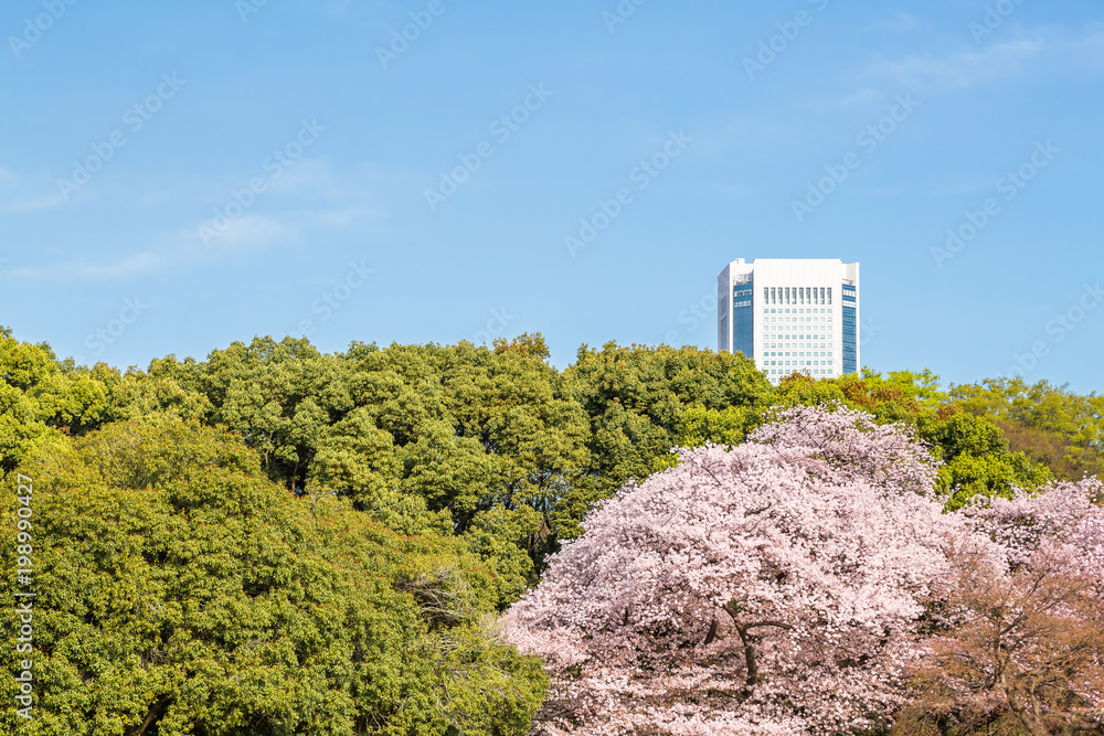 東京代々木公園のさくらと木