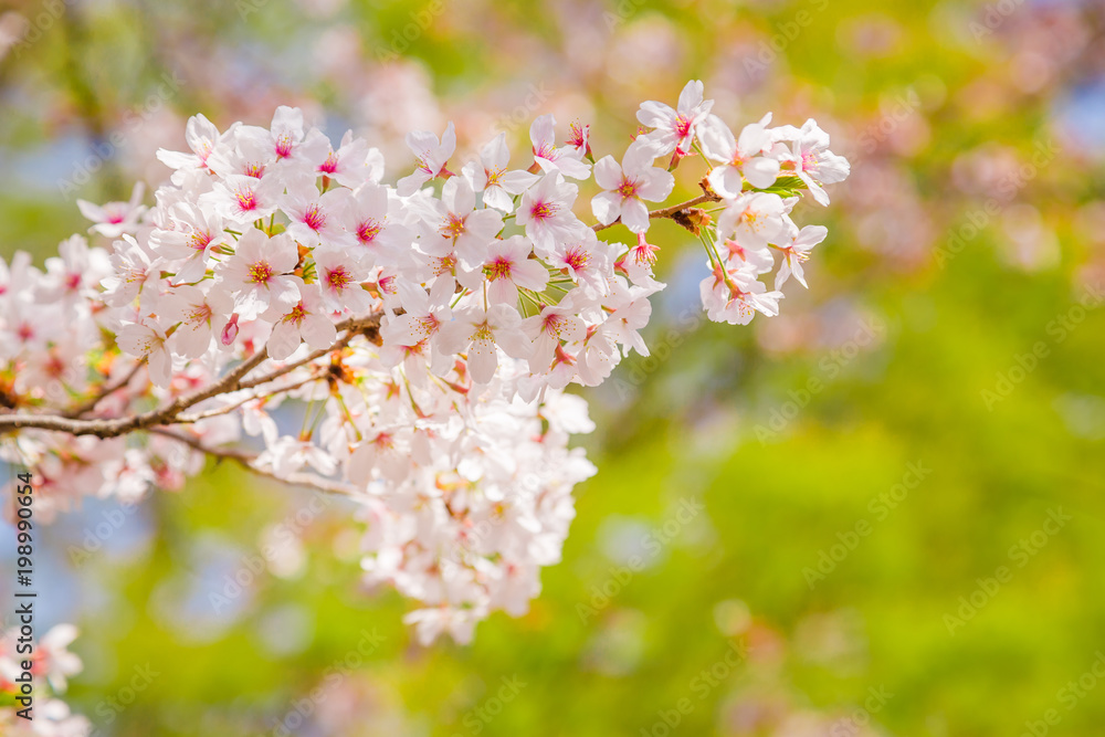 満開の桜と新緑