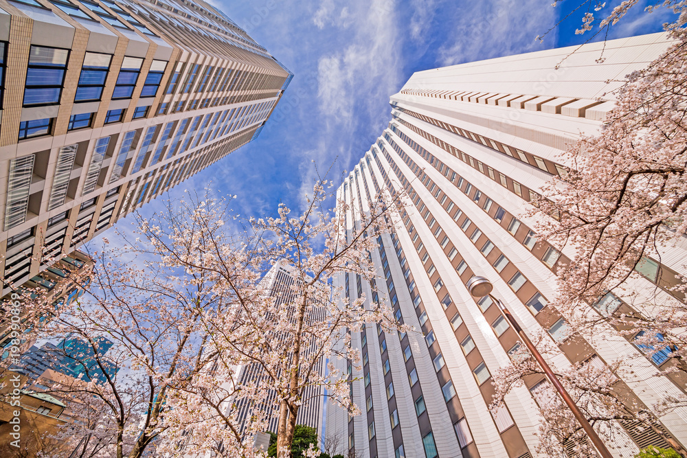 高層ビルと桜の木