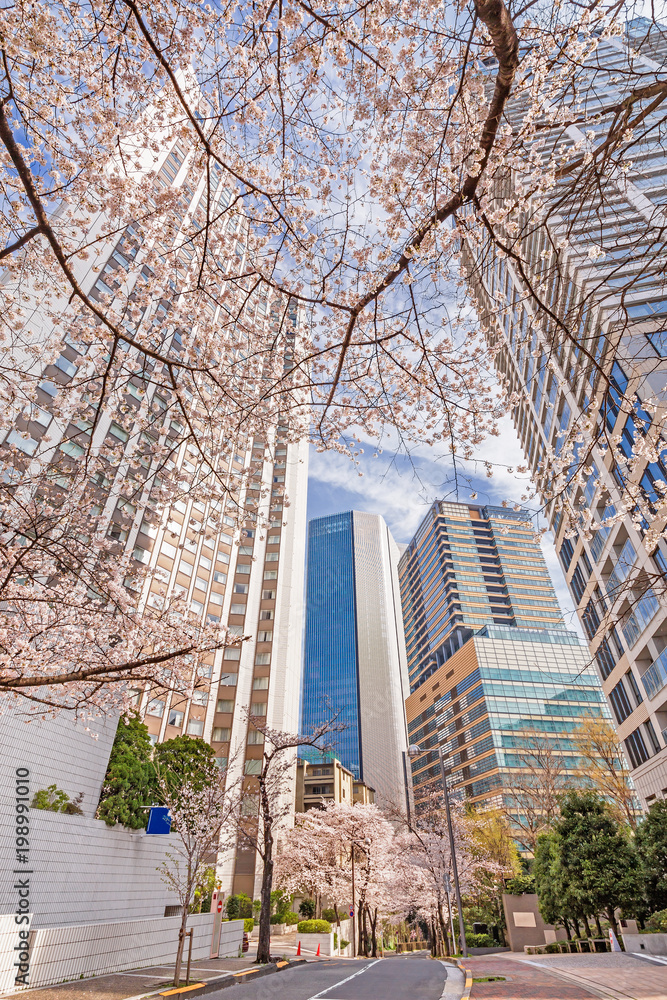 高層ビルと桜の木