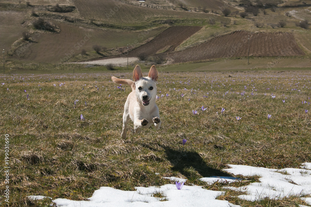 Cucciolo bianco corre tra i crocus viola al pian grande