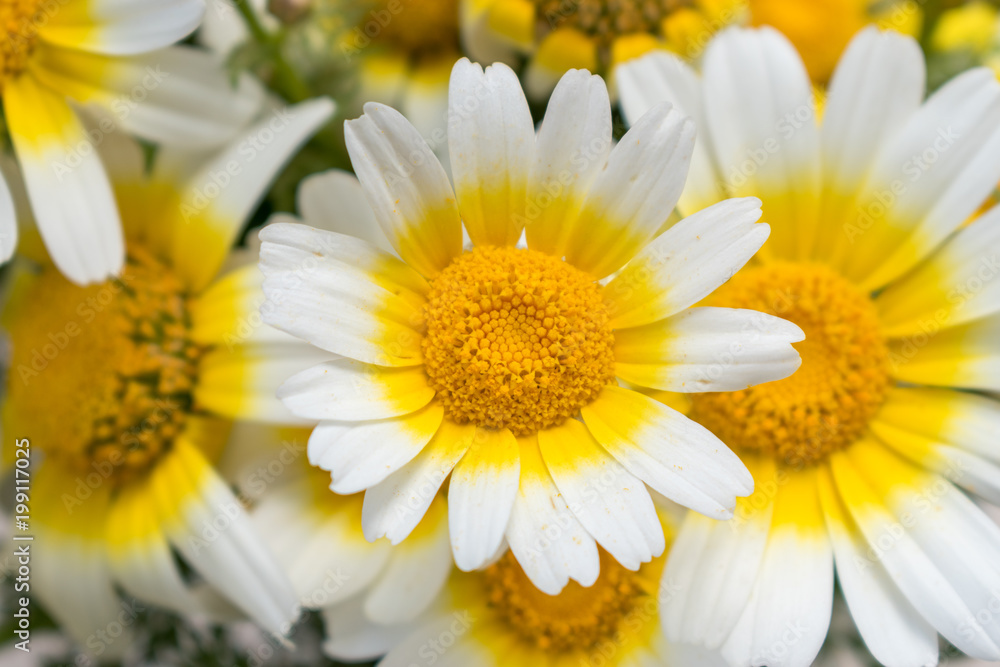 White daisies flowers in bright sun light.