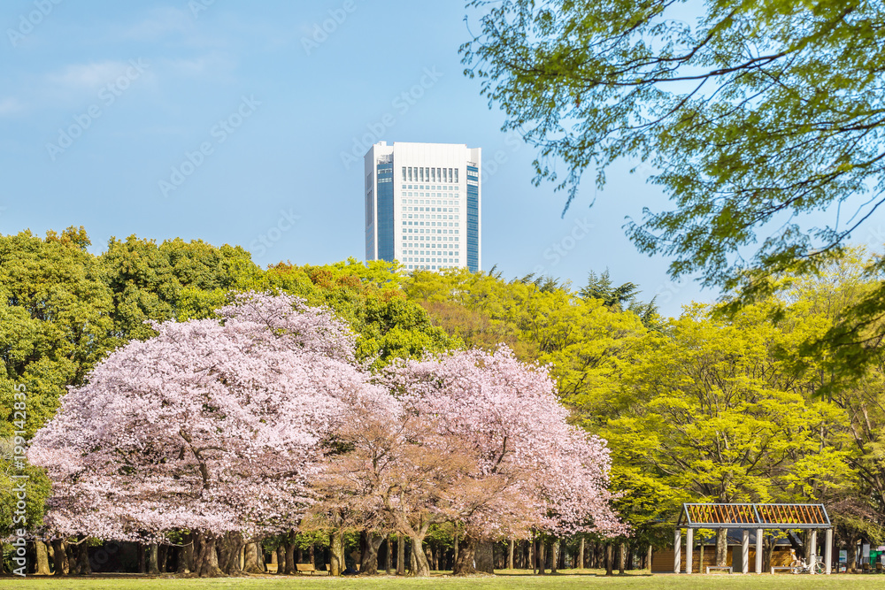 東京代々木公園の桜と木