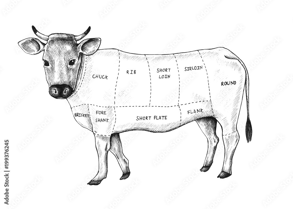 Hand drawn cut of beef