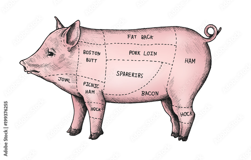 Hand drawn cut of pig