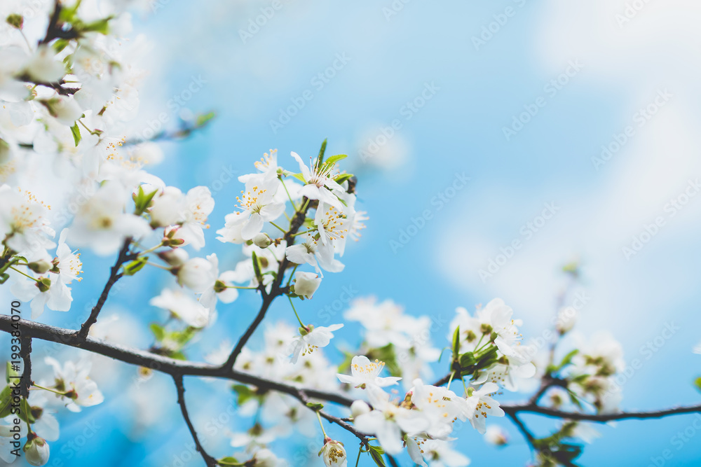 Blooming fruit tree and blue sky. Sunny day