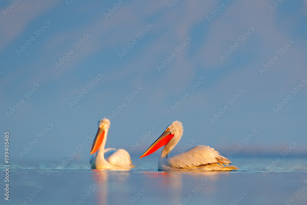 达尔马提亚鹈鹕，Pelecanus crispus，位于希腊克尔基尼湖。蓝色水面上的帕利坎。Wildli