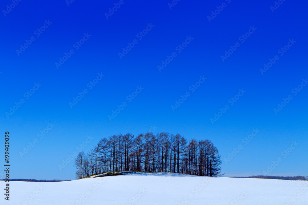 阳光明媚的冬季景观，草地上有积雪和小树林。日本寒冷，天空湛蓝。白色田野w