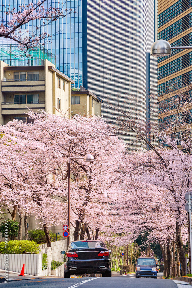 都会の桜