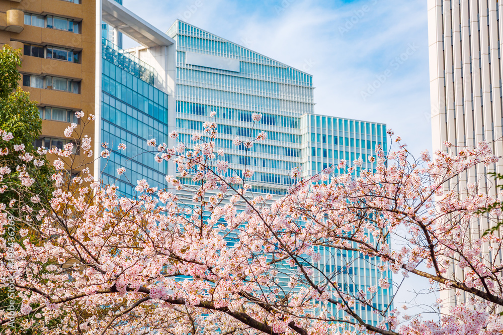 都会の桜