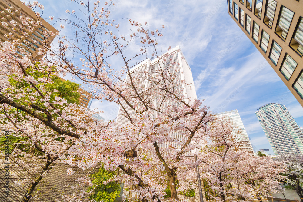 都会の桜