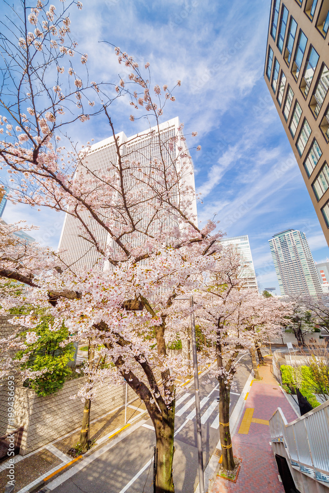 都会の桜