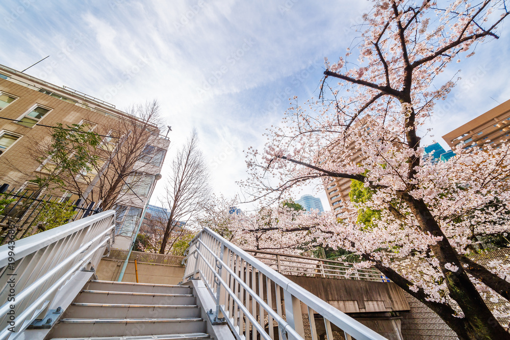 都会の桜