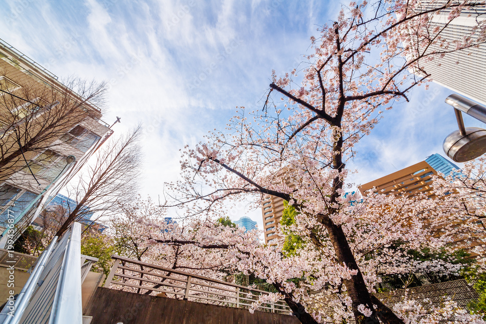 都会の桜