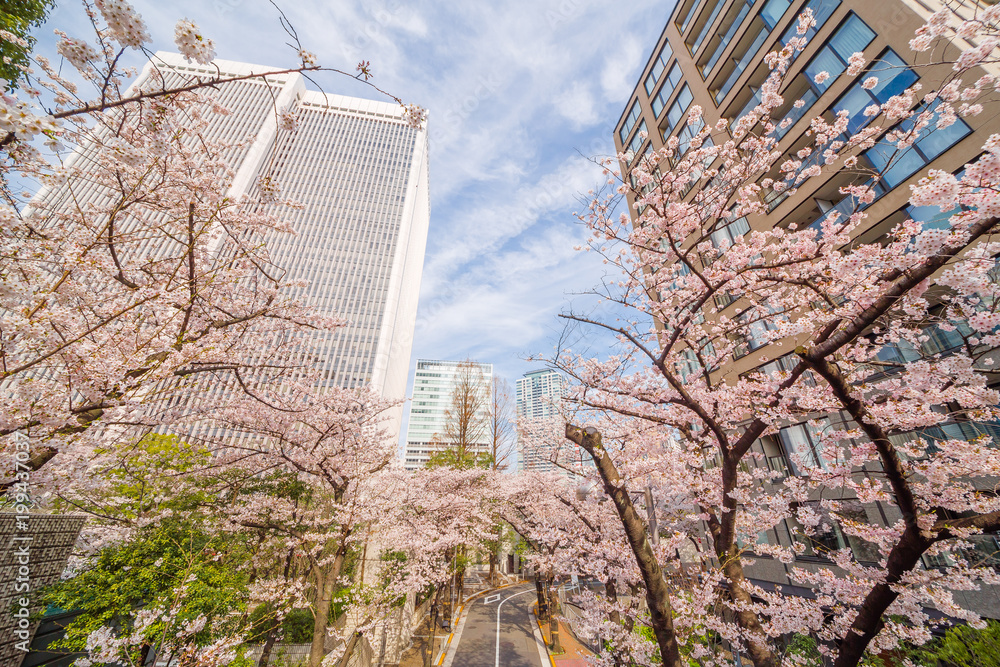 都会の桜