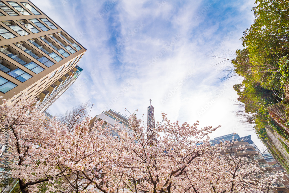 都会の桜