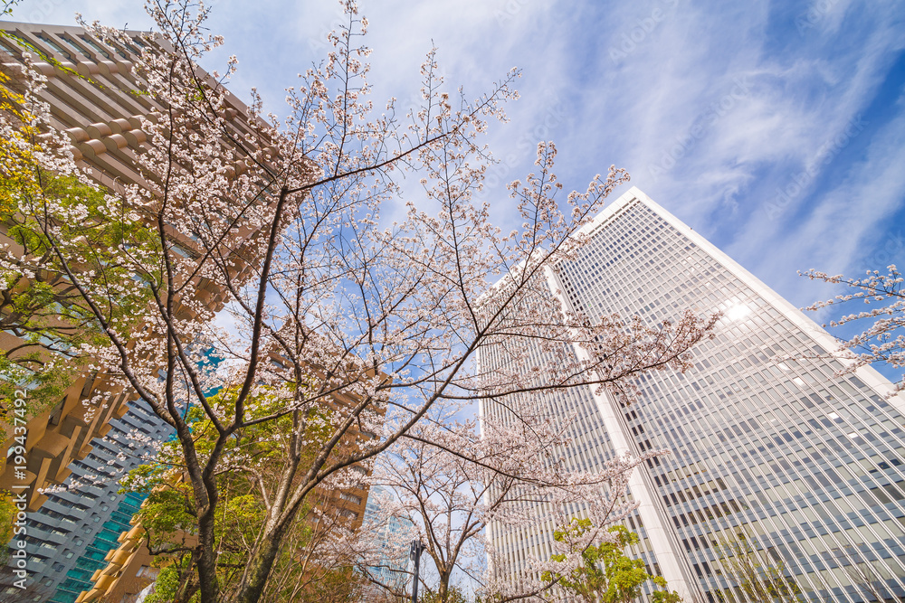 都会の桜