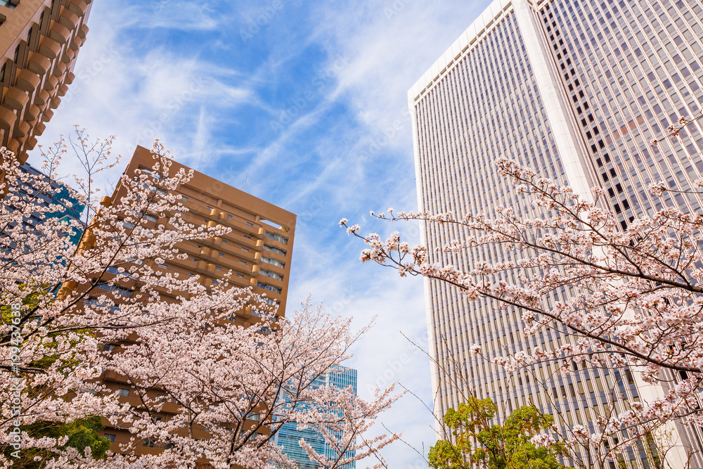 都会の桜