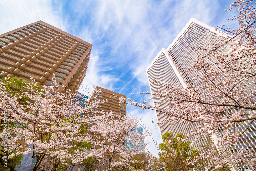 都会の桜