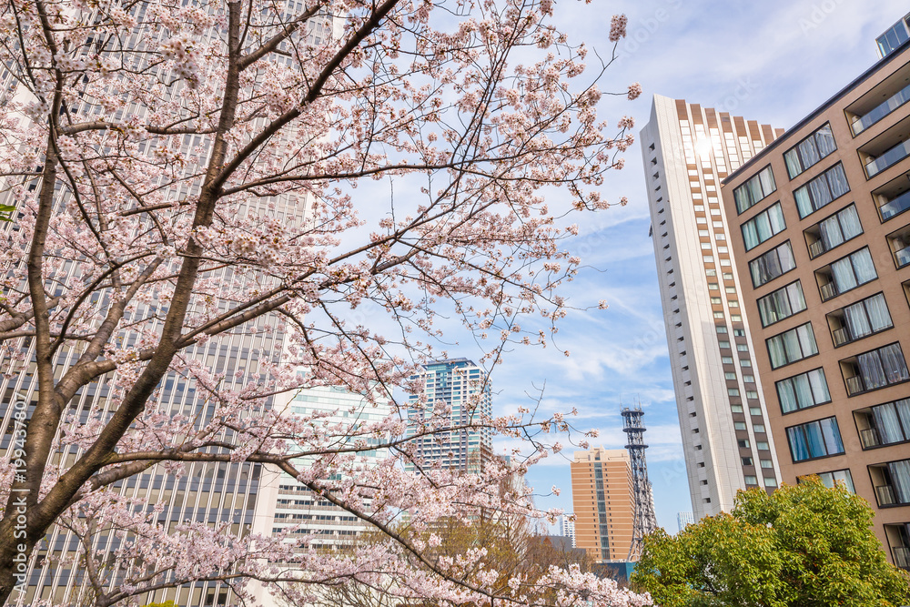 都会の桜