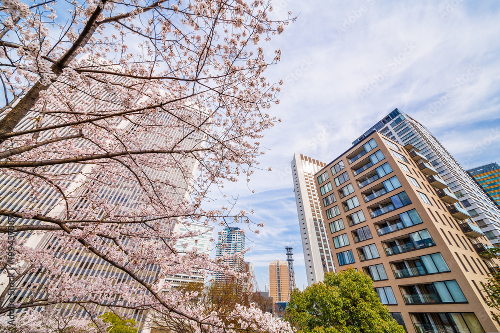 都会の桜