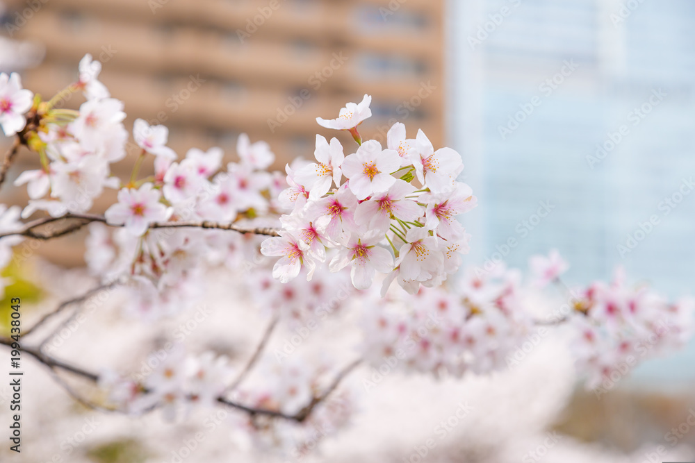 都会の桜