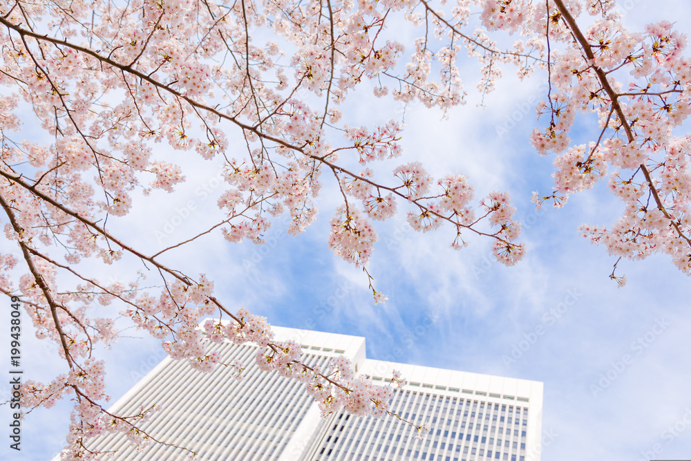 都会の桜