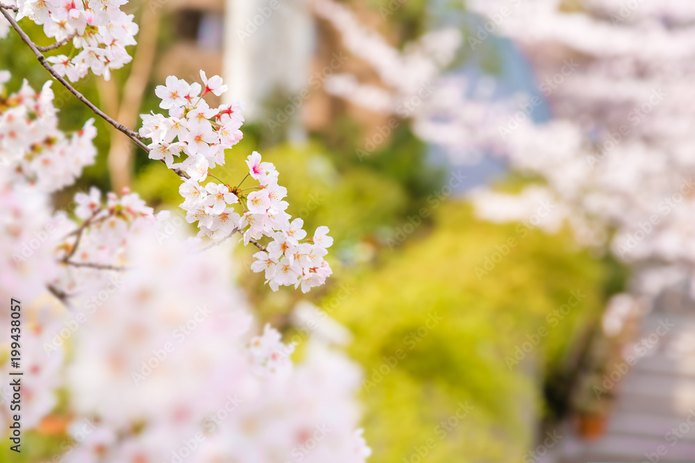 都会の桜