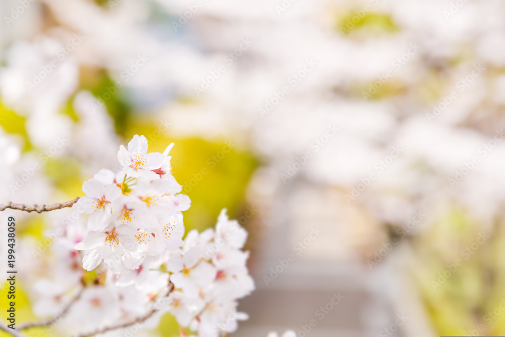 都会の桜