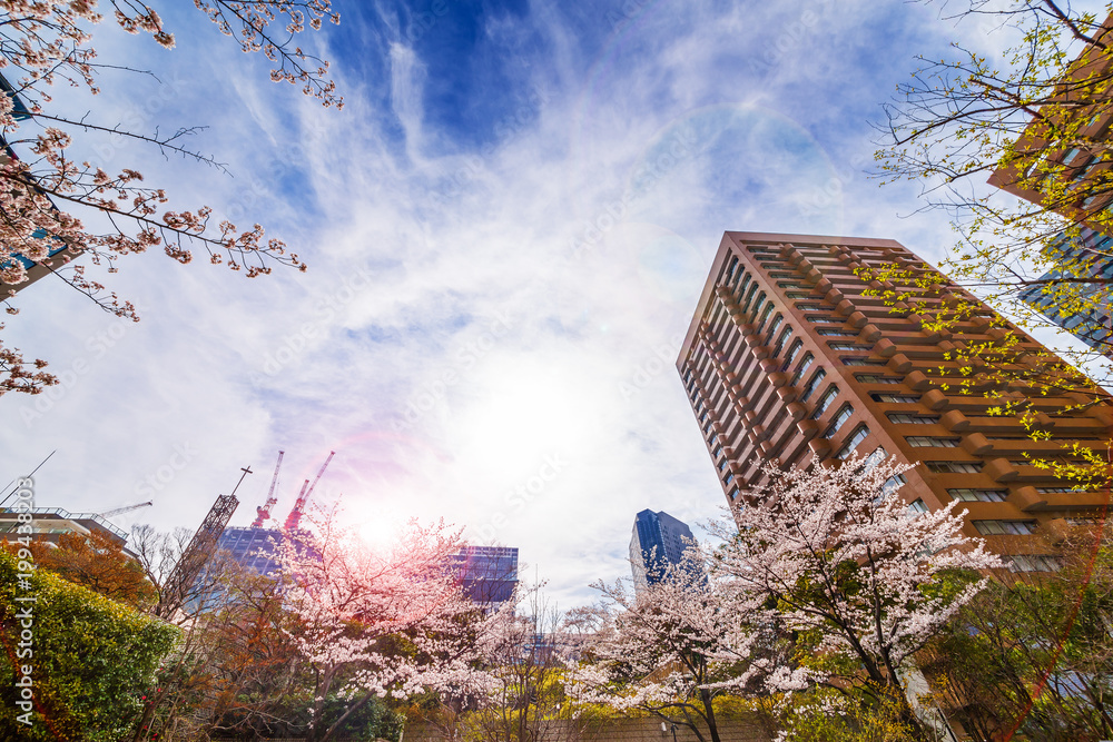 都会の桜