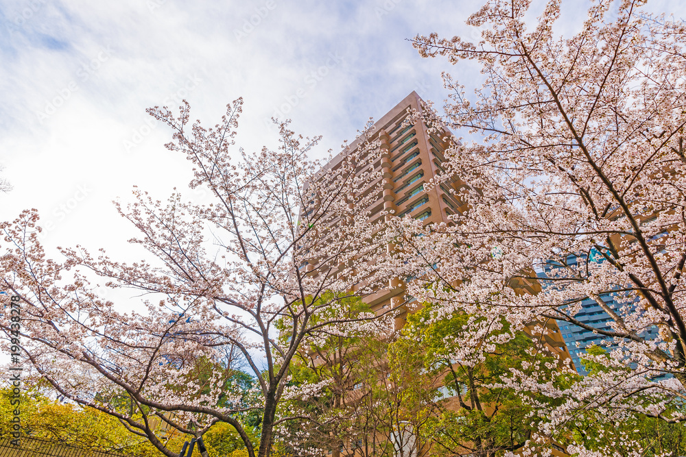 都会の桜