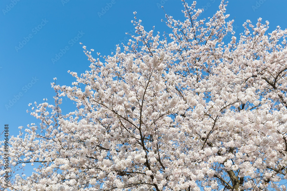 日本樱花在春天绽放