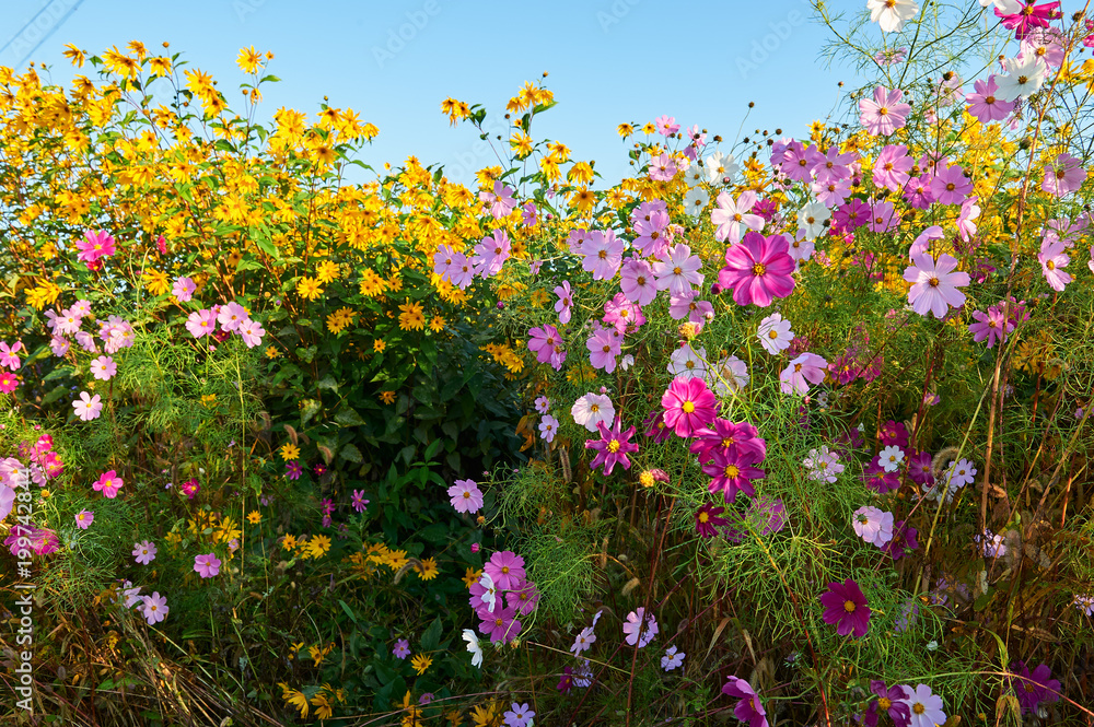 The beautiful october - cosmos is in full bloom.