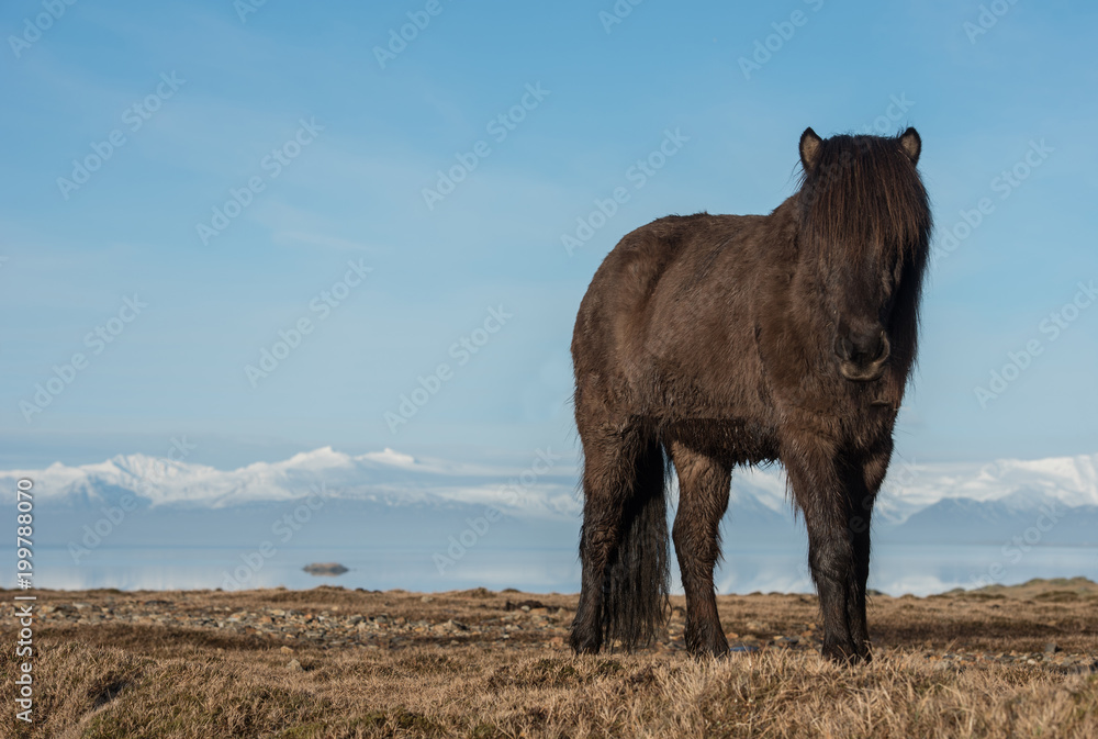 Icelandic horses. Is a local animal of Iceland.