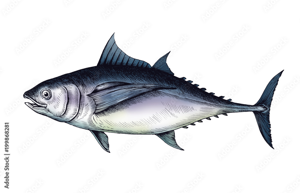 Hand drawn tuna fish