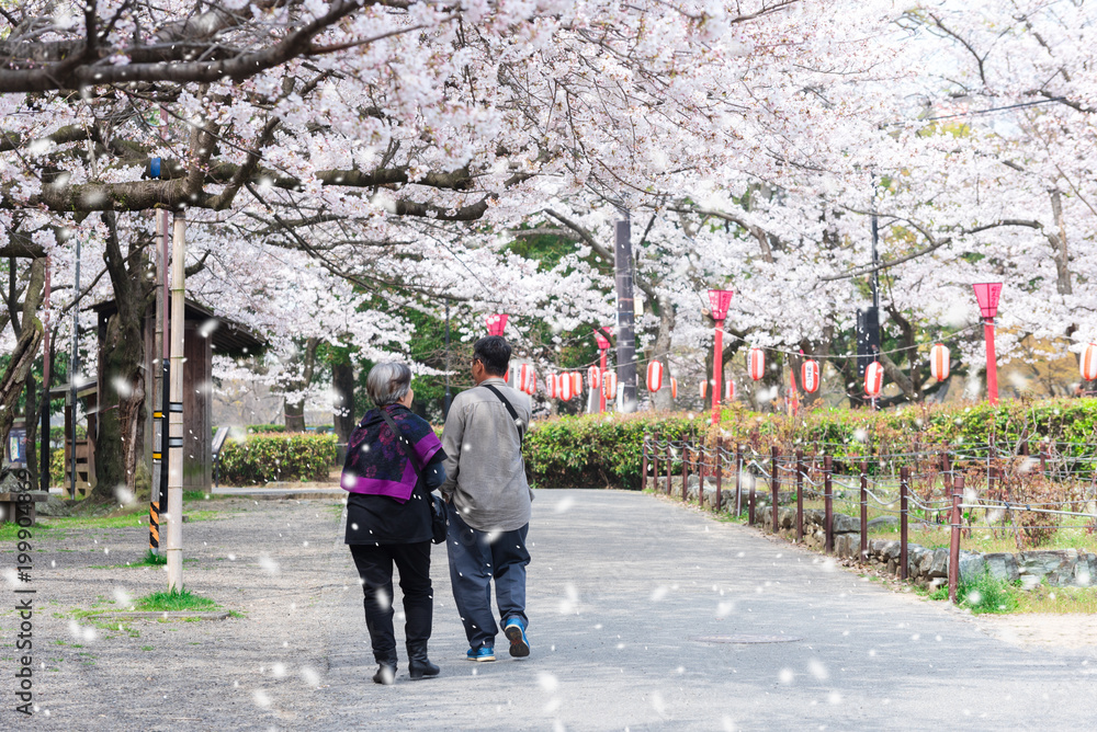 elderly couple walking in public park with cherry blossom season in Hanami or Sakura festival