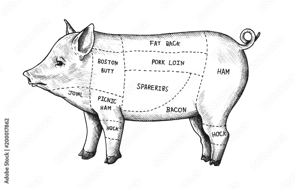 猪的手绘切割