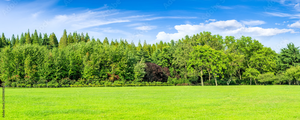 Green forest in the blue sky and grassland