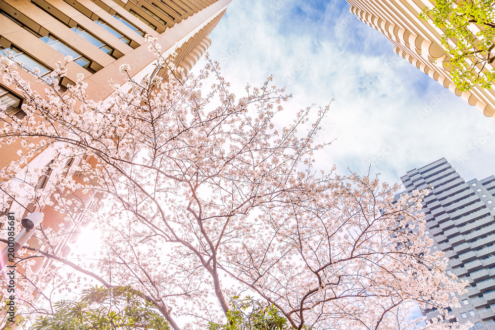 都会に咲く桜