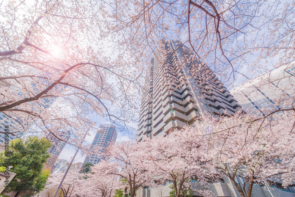 都会に咲く桜