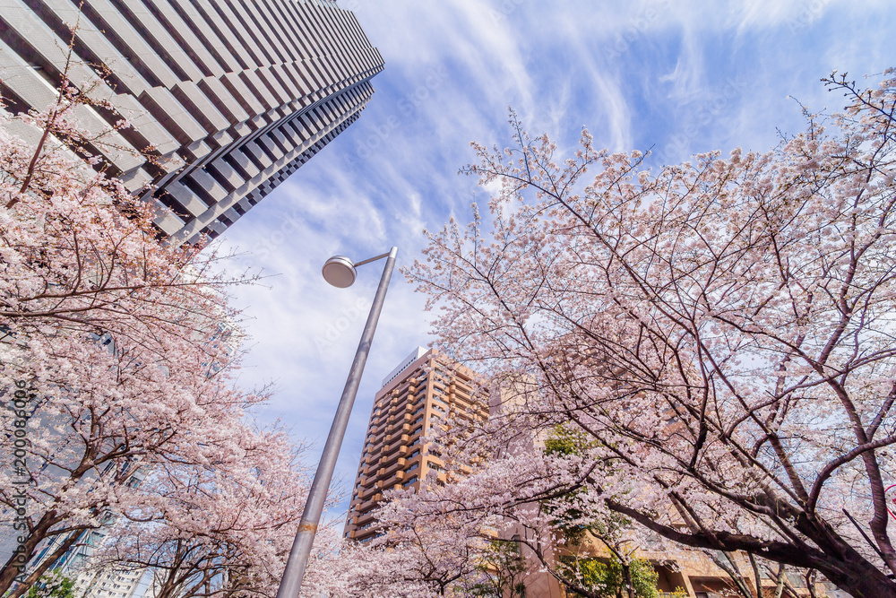 都会に咲く桜