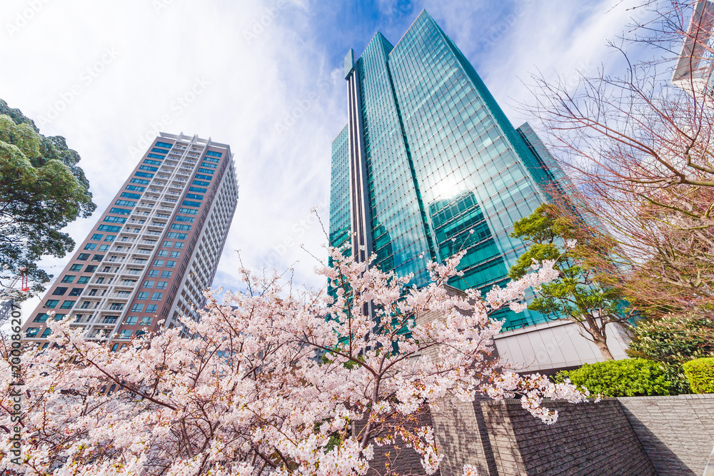 都会に咲く桜