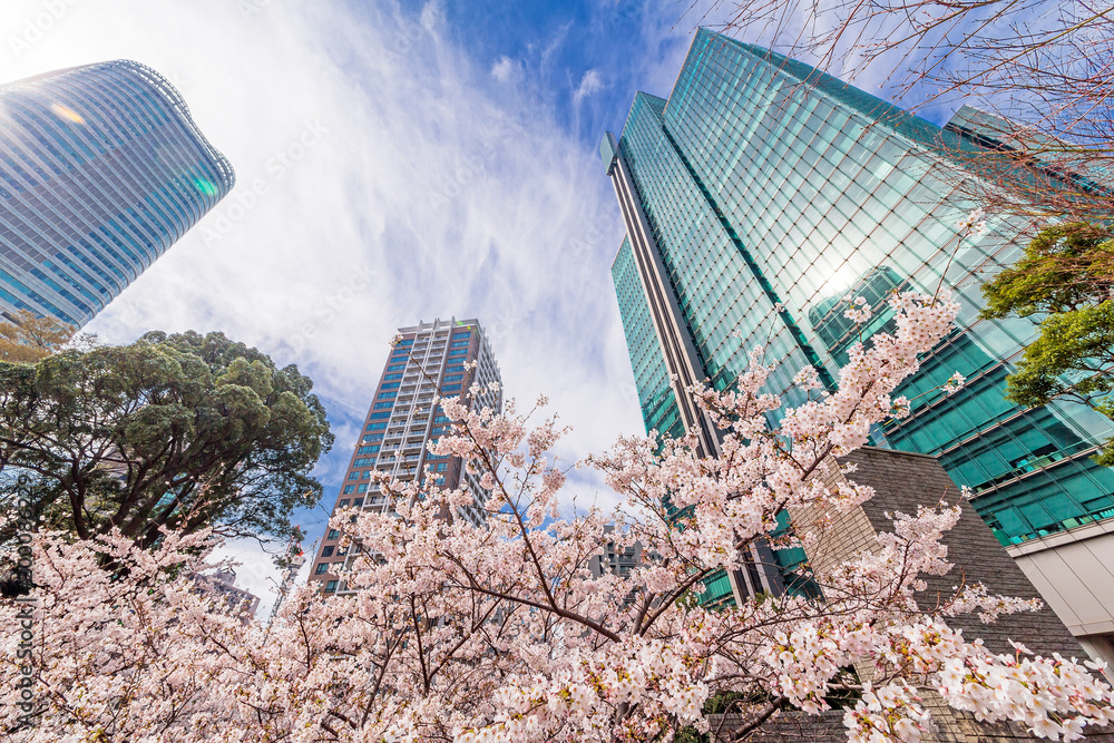 都会に咲く桜