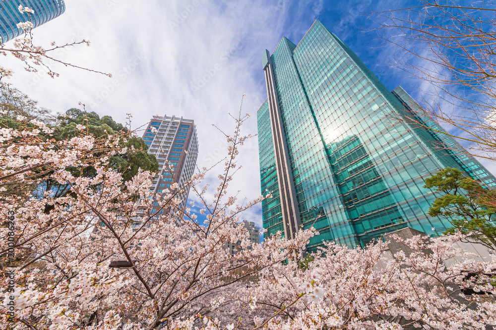 都会に咲く桜