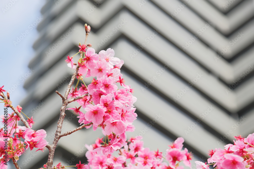 都会に咲く桜