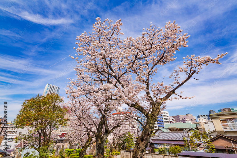 都会に咲く桜